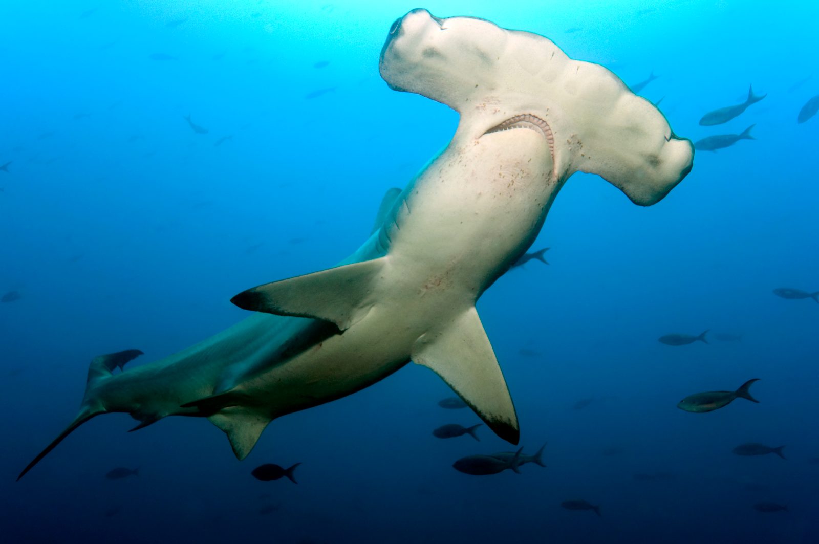 Amazing Sharks